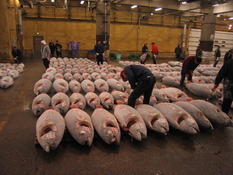 800px-Tsukiji_Fish_market_and_Tuna.JPG