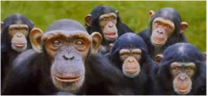 monkeys